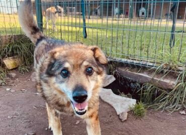 Dovanojamas šuo Šiauliuose – Tūzas