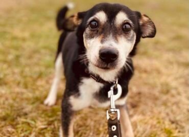 Dovanojamas šuo Šiauliuose – Volkeris