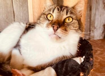 Dovanojamas katinas Šiauliuose – Mikutis