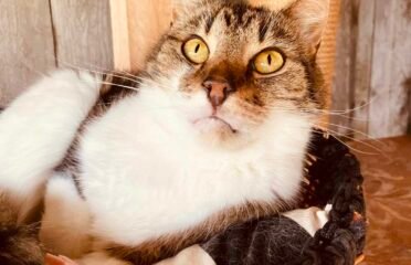 Dovanojamas katinas Šiauliuose – Mikutis