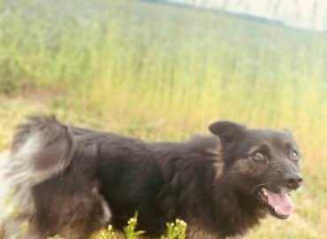 Dovanojamas šuo Verbūnuose, Šiaulių raj. – Duglas