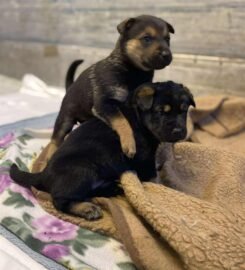 Dovanojami šuniukai Šiauliuose