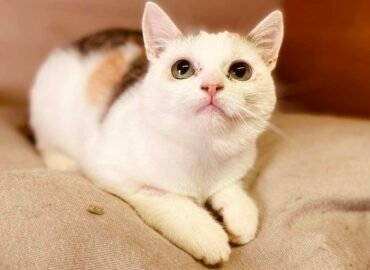 Dovanojama katė Šiauliuose – Aiva