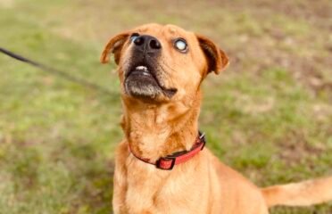 Aklas šuo ieško namų Verbūnuose, Šiaulių rajone