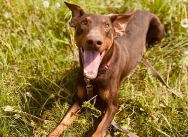 Dovanojamas šuo Šiauliuose – Dobis