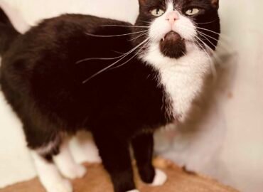 Dovanojama katė Šiauliuose – Kleopatra