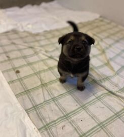 Dovanojami šuniukai Šiauliuose