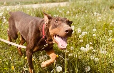 Dovanojamas šuo Šiauliuose – Dobis