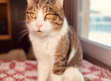 Dovanojamas katinas Šiauliuose – Artis