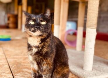Dovanojama katė Šiauliuose – Zula