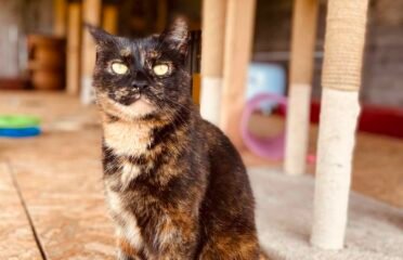 Dovanojama katė Šiauliuose – Zula