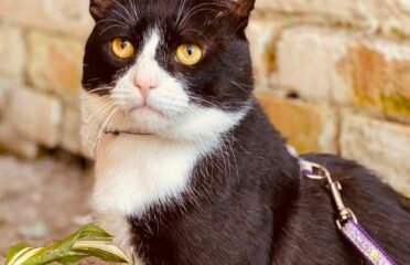 Dovanojamas katinas Šiauliuose – Bajoras