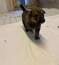 Dovanojami šuniukai Šiauliuose