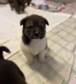 Dovanojami šuniukai Šiauliuose