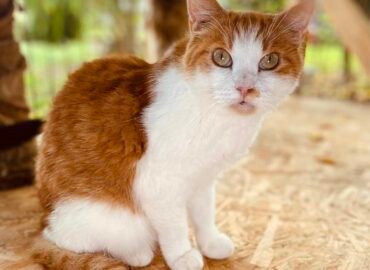 Dovanojama katė Šiauliuose – Vislė