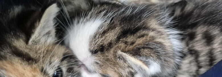 Kačiukai ieško namų Šiauliuose