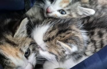 Kačiukai ieško namų Šiauliuose