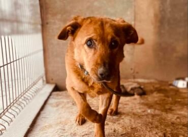 Šuo ieško namų Šiauliuose – Kivis