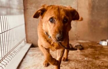 Šuo ieško namų Šiauliuose – Kivis