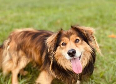 Dovanojamas šuo Šiauliuose – Aleksas