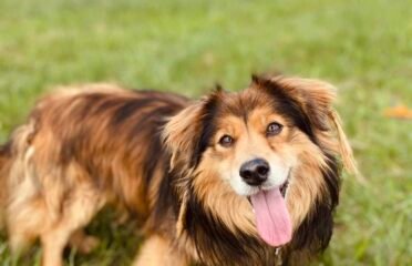 Dovanojamas šuo Šiauliuose – Aleksas