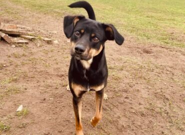 Šuo ieško namų Šiauliuose – Šūrikas