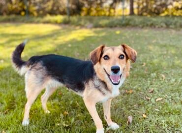 Kalytė ieško namų Šiauliuose – Elaja