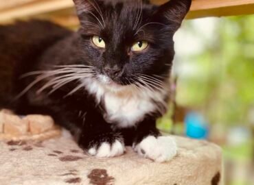 Dovanojama katė Šiauliuose – Kleopatra