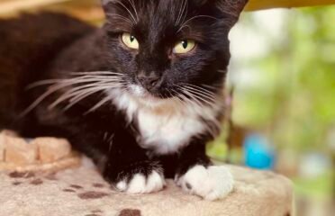 Dovanojama katė Šiauliuose – Kleopatra