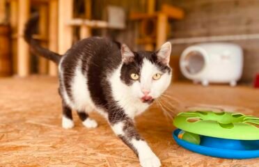 Katinas ieško namų Verbūnuose, Šiauliuose raj  Rokis