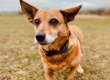 Dovanojama kalytė Šiauliuose – Rudė