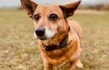 Dovanojama kalytė Šiauliuose – Rudė