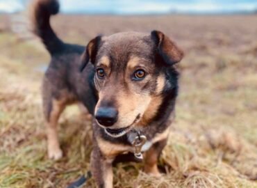 Šuo ieško namų Šiauliuose – Ūpas