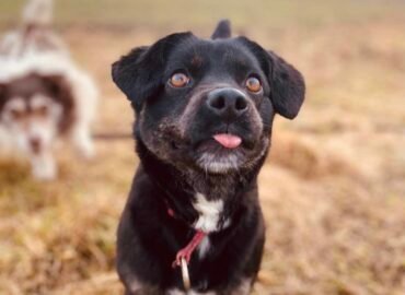 Dovanojama kalytė Verbūnuose, Šiauliuose raj. – Neila