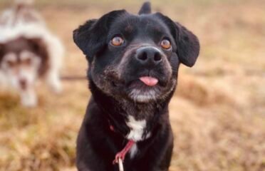 Dovanojama kalytė Verbūnuose, Šiauliuose raj. – Neila