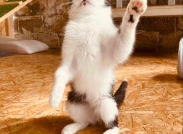 Katinas ieško namų Verbūnuose, Šiaulių raj  Gilzius