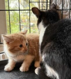 Kačiukai ieško namų Šiauliuose