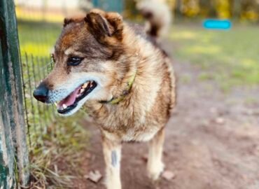 Dovanojamas šuo Šiauliuose – Tūzas