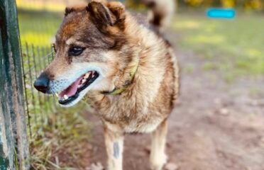 Dovanojamas šuo Šiauliuose – Tūzas