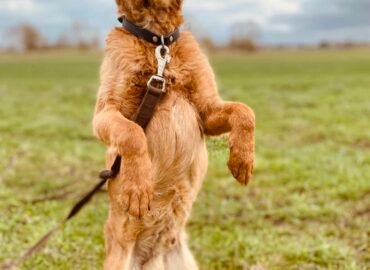 Šuo ieško namų Šiauliuose – Kivis