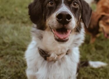 Dovanojamas šuo Šiauliuose – Semas