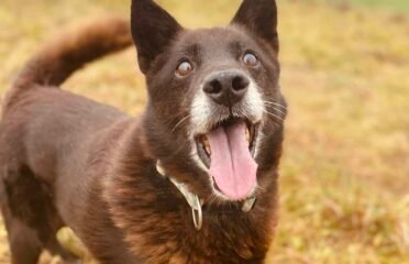 Dovanojamas šuo Šiauliuose – Anglius