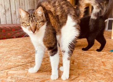 Dovanojamas katinas Šiauliuose – Mikutis