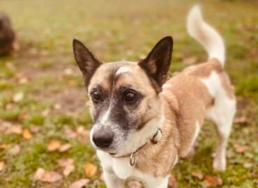 Dovanojamas šuo Šiauliuose – Margiukas