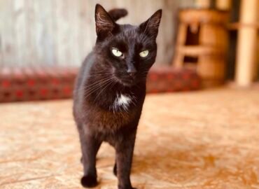 Dovanojamas katinas Šiauliuose – Smilgius