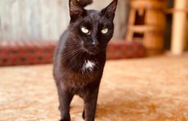 Dovanojamas katinas Šiauliuose – Smilgius