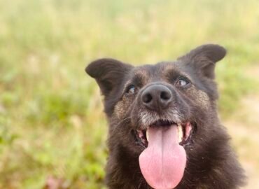 Dovanojamas šuo Verbūnuose, Šiaulių raj. – Duglas