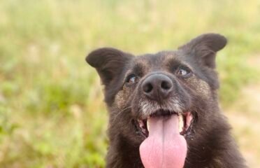Dovanojamas šuo Verbūnuose, Šiaulių raj. – Duglas