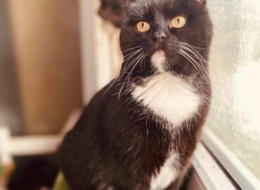 Katė ieško namų Verbūnuose, Šiauliuose raj – Maxima