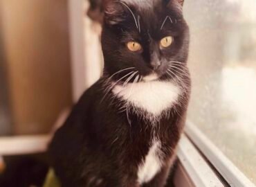 Katė ieško namų Verbūnuose, Šiauliuose raj – Maxima